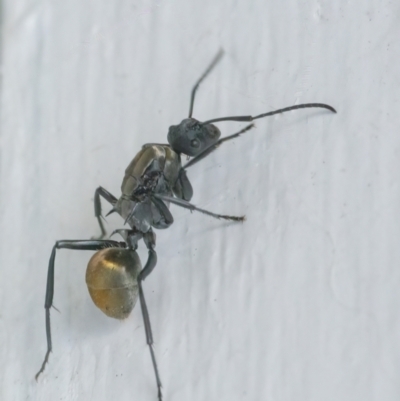 Polyrhachis ammon (Golden-spined Ant, Golden Ant) at QPRC LGA - 25 Mar 2022 by WHall