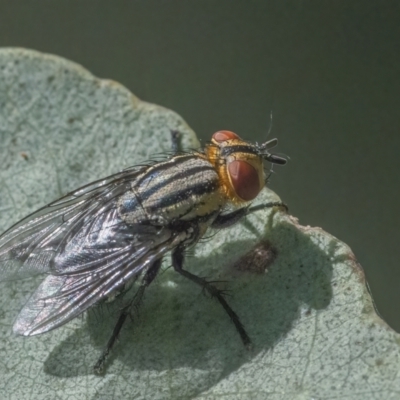 Sarcophagidae sp. (family) (Unidentified flesh fly) at QPRC LGA - 26 Mar 2022 by WHall