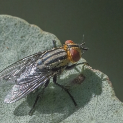 Sarcophagidae (family) (Unidentified flesh fly) at Googong, NSW - 26 Mar 2022 by WHall