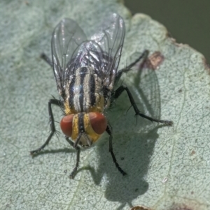 Sarcophagidae (family) at Googong, NSW - 26 Mar 2022 01:41 PM