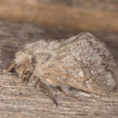 Pernattia pusilla (She-Oak Moth) at Melba, ACT - 26 Jan 2022 by kasiaaus