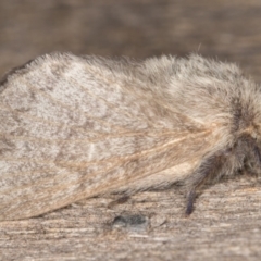 Pernattia pusilla at Melba, ACT - 26 Jan 2022