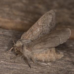 Pernattia pusilla at Melba, ACT - 26 Jan 2022 11:54 PM