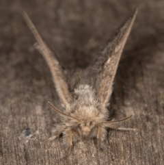 Pernattia pusilla at Melba, ACT - 26 Jan 2022 11:54 PM