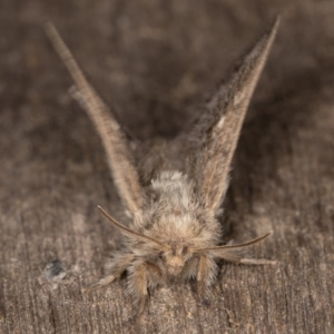 Pernattia pusilla at Melba, ACT - 26 Jan 2022