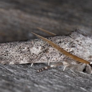 Cryptophasa irrorata at Melba, ACT - 26 Jan 2022