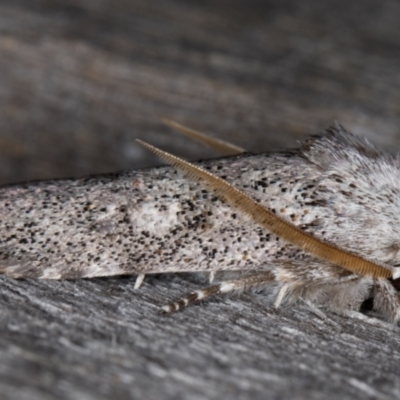 Cryptophasa irrorata (A Gelechioid moth (Xyloryctidae)) at Melba, ACT - 26 Jan 2022 by kasiaaus