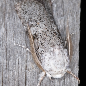 Cryptophasa irrorata at Melba, ACT - 26 Jan 2022