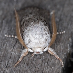 Cryptophasa irrorata at Melba, ACT - 26 Jan 2022