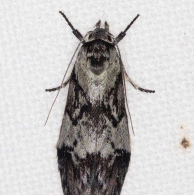 Oenochroa dinosema (A Concealer moth) at Melba, ACT - 26 Jan 2022 by kasiaaus