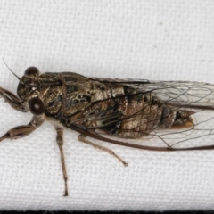 Yoyetta celis (Silver Princess Cicada) at Melba, ACT - 26 Jan 2022 by kasiaaus