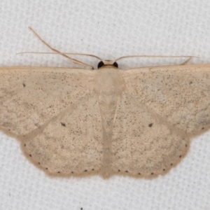 Scopula optivata at Melba, ACT - 26 Jan 2022