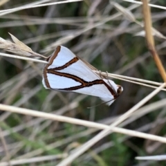 Thalaina clara (Clara's Satin Moth) at Nanima, NSW - 28 Mar 2022 by 81mv