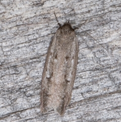 Philobota (genus) (Unidentified Philobota genus moths) at Melba, ACT - 26 Jan 2022 by kasiaaus
