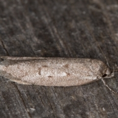 Philobota (genus) at Melba, ACT - 26 Jan 2022 10:05 PM