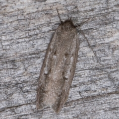 Philobota (genus) at Melba, ACT - 26 Jan 2022