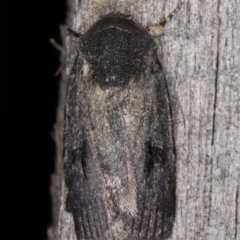 Thoracolopha sp. (6) (MoV, Part 9) (A Noctuid moth (Acronictinae)) at Melba, ACT - 26 Jan 2022 by kasiaaus