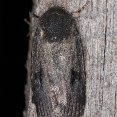 Thoracolopha sp. (6) (MoV, Part 9) (A Noctuid moth (Acronictinae)) at Melba, ACT - 26 Jan 2022 by kasiaaus
