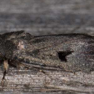 Thoracolopha undescribed species MoV6 at Melba, ACT - 26 Jan 2022