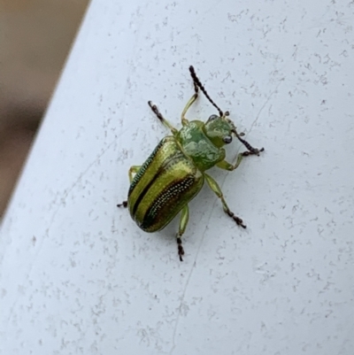 Calomela vittata (Acacia leaf beetle) at Nanima, NSW - 28 Mar 2022 by 81mv