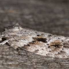 Agriophara confertella (A Flat-bodied moth (Depressidae) at Melba, ACT - 26 Jan 2022 by kasiaaus