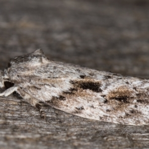 Agriophara confertella at Melba, ACT - 26 Jan 2022 11:55 PM