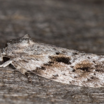 Agriophara confertella (A Flat-bodied moth (Depressidae) at Melba, ACT - 26 Jan 2022 by kasiaaus