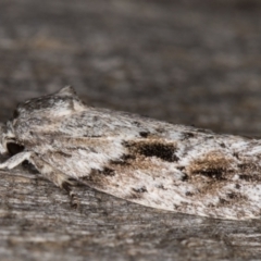 Agriophara confertella (A Concealer moth) at Melba, ACT - 26 Jan 2022 by kasiaaus