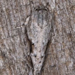 Agriophara confertella at Melba, ACT - 26 Jan 2022 11:55 PM