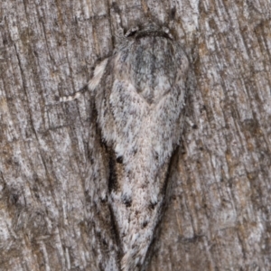 Agriophara confertella at Melba, ACT - 26 Jan 2022