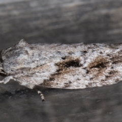 Agriophara confertella at Melba, ACT - 26 Jan 2022 11:55 PM