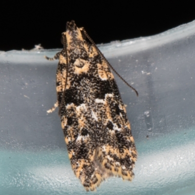Ardozyga sodalisella (A Gelechioid moth) at Melba, ACT - 26 Jan 2022 by kasiaaus