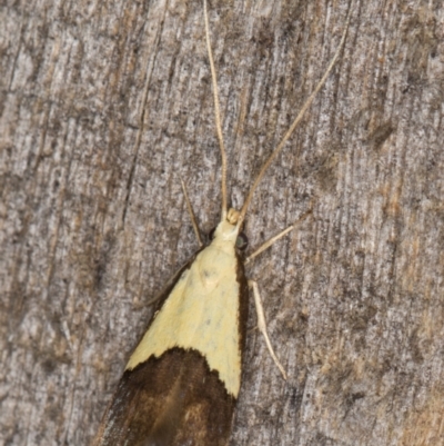 Crocanthes glycina (Lecithoceridae) at Melba, ACT - 26 Jan 2022 by kasiaaus