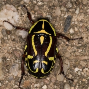 Eupoecila australasiae at Melba, ACT - 26 Jan 2022 06:10 PM