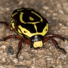 Eupoecila australasiae at Melba, ACT - 26 Jan 2022 06:10 PM