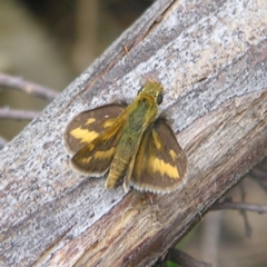 Taractrocera papyria (White-banded Grass-dart) at Piney Ridge - 27 Mar 2022 by MatthewFrawley