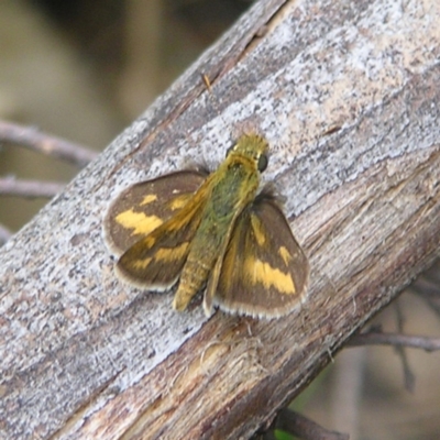 Taractrocera papyria (White-banded Grass-dart) at Block 402 - 27 Mar 2022 by MatthewFrawley