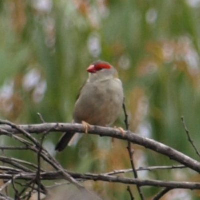 Neochmia temporalis (Red-browed Finch) at Block 402 - 27 Mar 2022 by MatthewFrawley