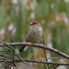 Neochmia temporalis (Red-browed Finch) at Molonglo Valley, ACT - 27 Mar 2022 by MatthewFrawley