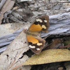 Heteronympha merope (Common Brown) at Molonglo Valley, ACT - 27 Mar 2022 by MatthewFrawley