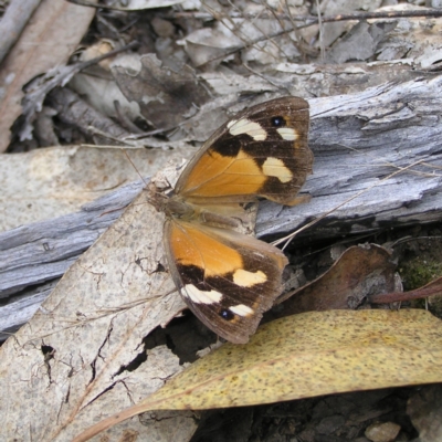 Heteronympha merope (Common Brown Butterfly) at Block 402 - 27 Mar 2022 by MatthewFrawley