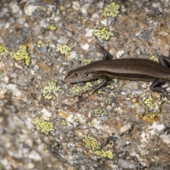 Unverified Skink at Jagungal Wilderness, NSW - 16 Mar 2022 by trevsci