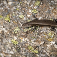 Unidentified Skink at Kosciuszko National Park - 16 Mar 2022 by trevsci