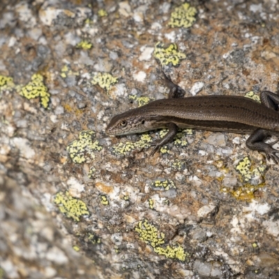Unverified Skink at Jagungal Wilderness, NSW - 16 Mar 2022 by trevsci