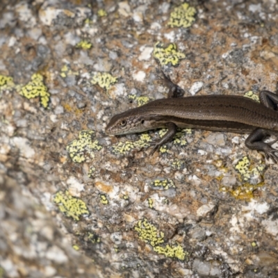 Unidentified Skink at Jagungal Wilderness, NSW - 16 Mar 2022 by trevsci