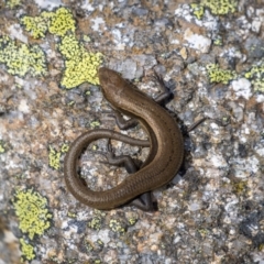 Pseudemoia entrecasteauxii at Jagungal Wilderness, NSW - 16 Mar 2022