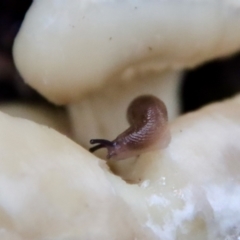 Deroceras sp. (genus) (A Slug or Snail) at Broulee Moruya Nature Observation Area - 26 Mar 2022 by LisaH
