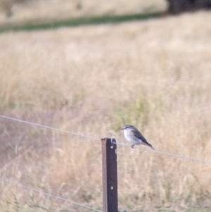 Microeca fascinans at Woomargama, NSW - 28 Mar 2022