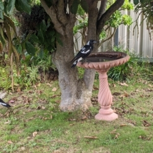 Gymnorhina tibicen at North Albury, NSW - suppressed