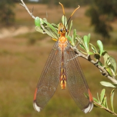 Nymphes myrmeleonoides (Blue eyes lacewing) at Paddys River, ACT - 28 Mar 2022 by HelenCross